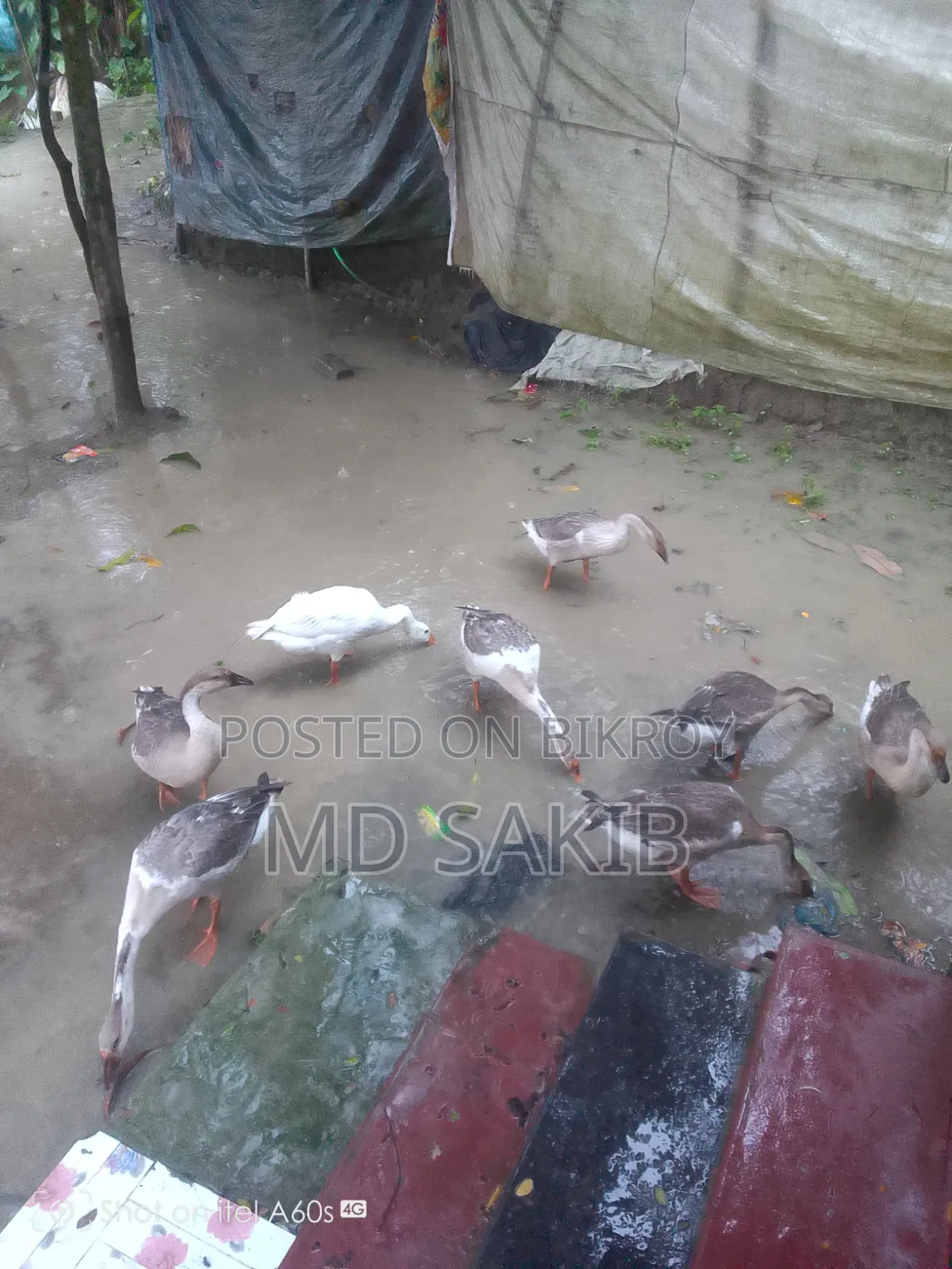 রাজা হাস বিক্রি হবে