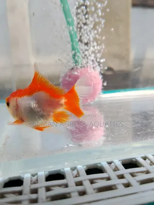 সক্রিয় এবং সুস্থ গোল্ড ফিশ