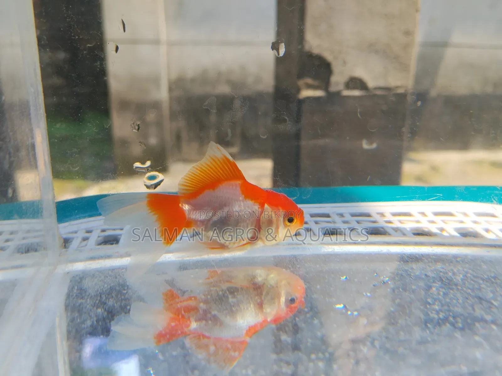 সক্রিয় এবং সুস্থ গোল্ড ফিশ