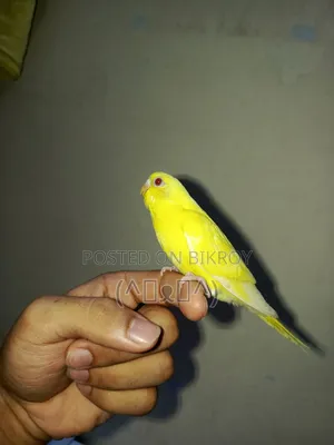 Red Eye Lutino Bajrigar