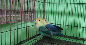 Violet Parbule Love Bird