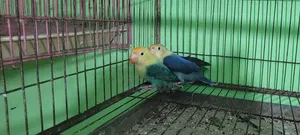 Violet Parbule Love Bird