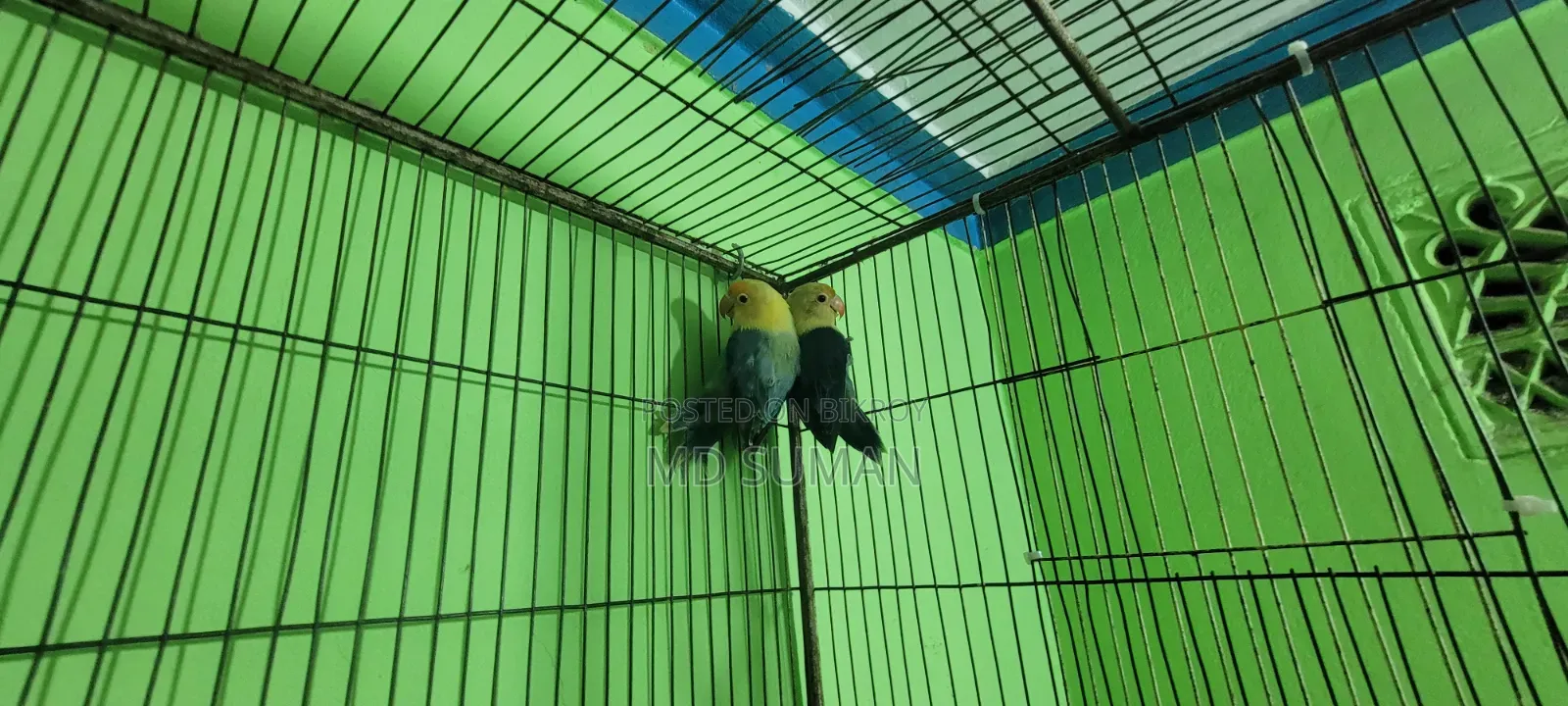 Violet Parbule Love Bird