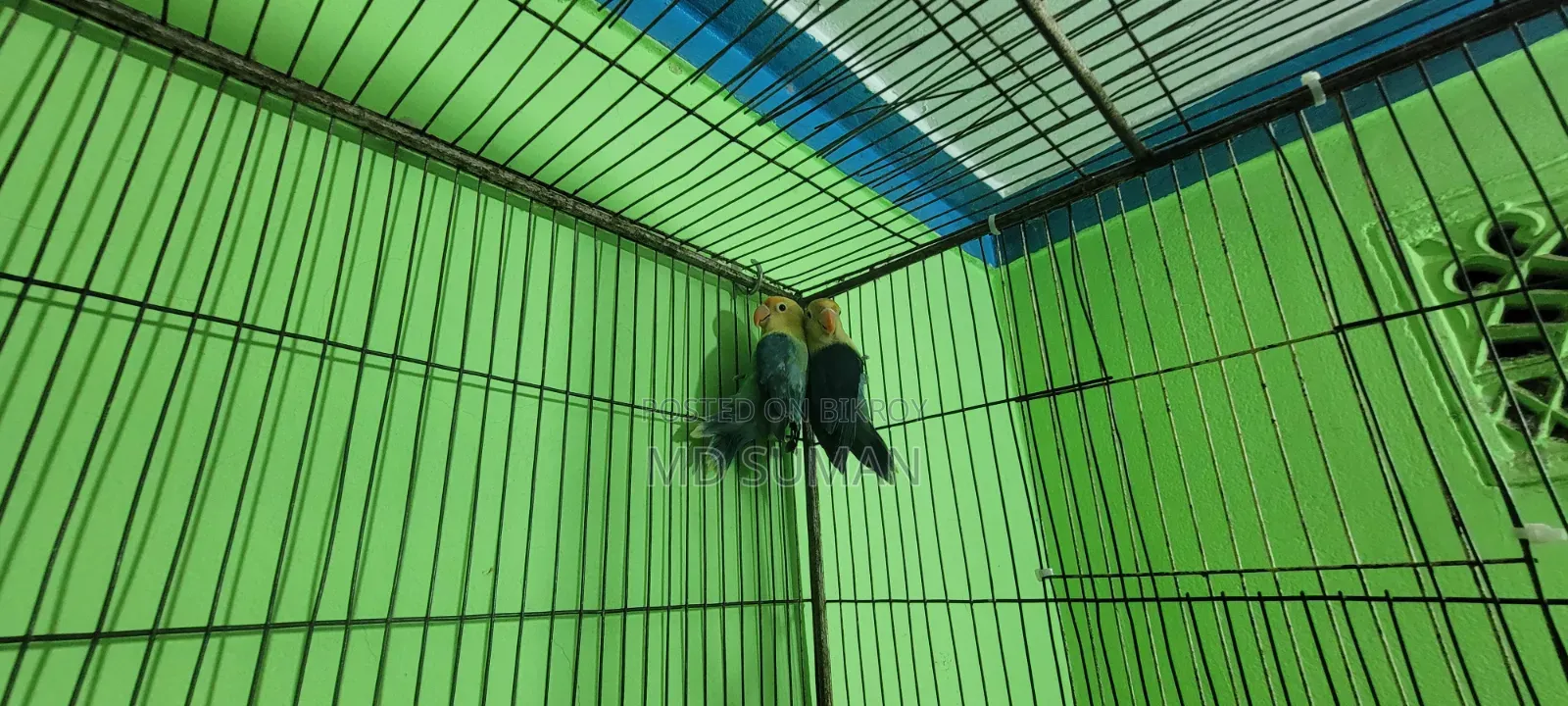 Violet Parbule Love Bird