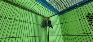 Violet Parbule Love Bird