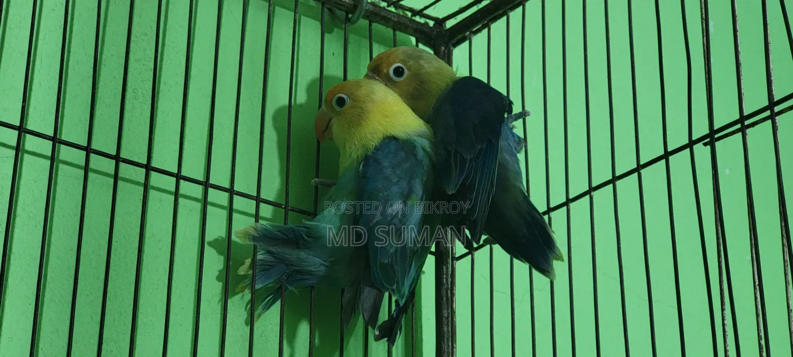 Violet Parbule Love Bird