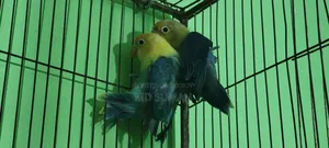 Violet Parbule Love Bird