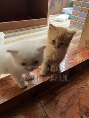 0-1 Month Female Purebred Persian