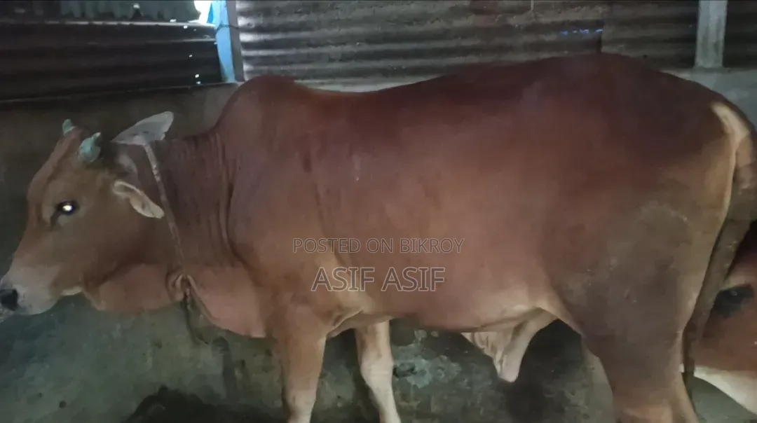 ষাঁড় বিক্রির জন্য