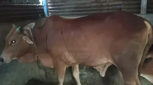 ষাঁড় বিক্রির জন্য