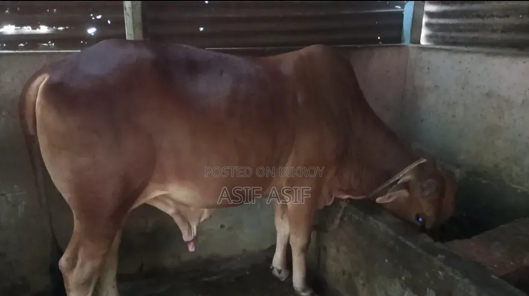 ষাঁড় বিক্রির জন্য