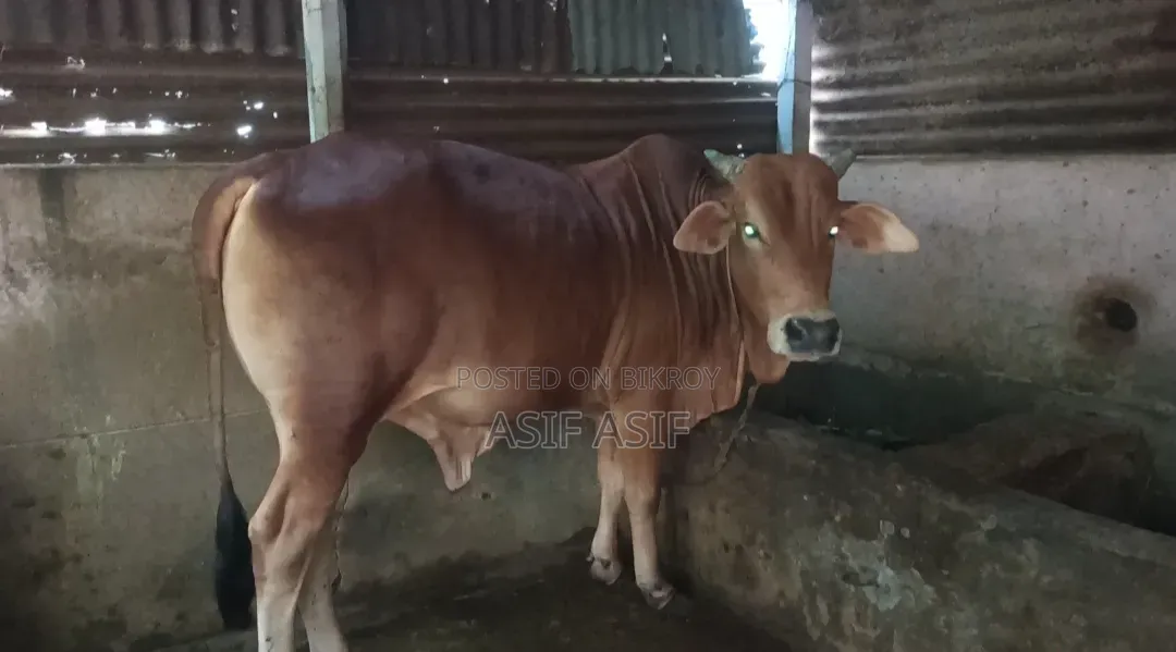 ষাঁড় বিক্রির জন্য