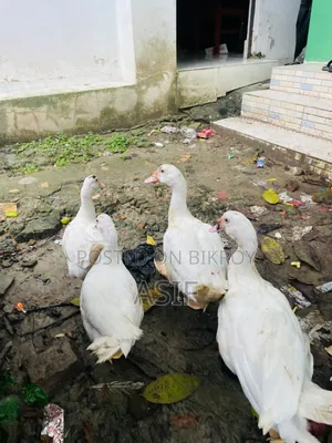 সাদা চিনা হাঁস