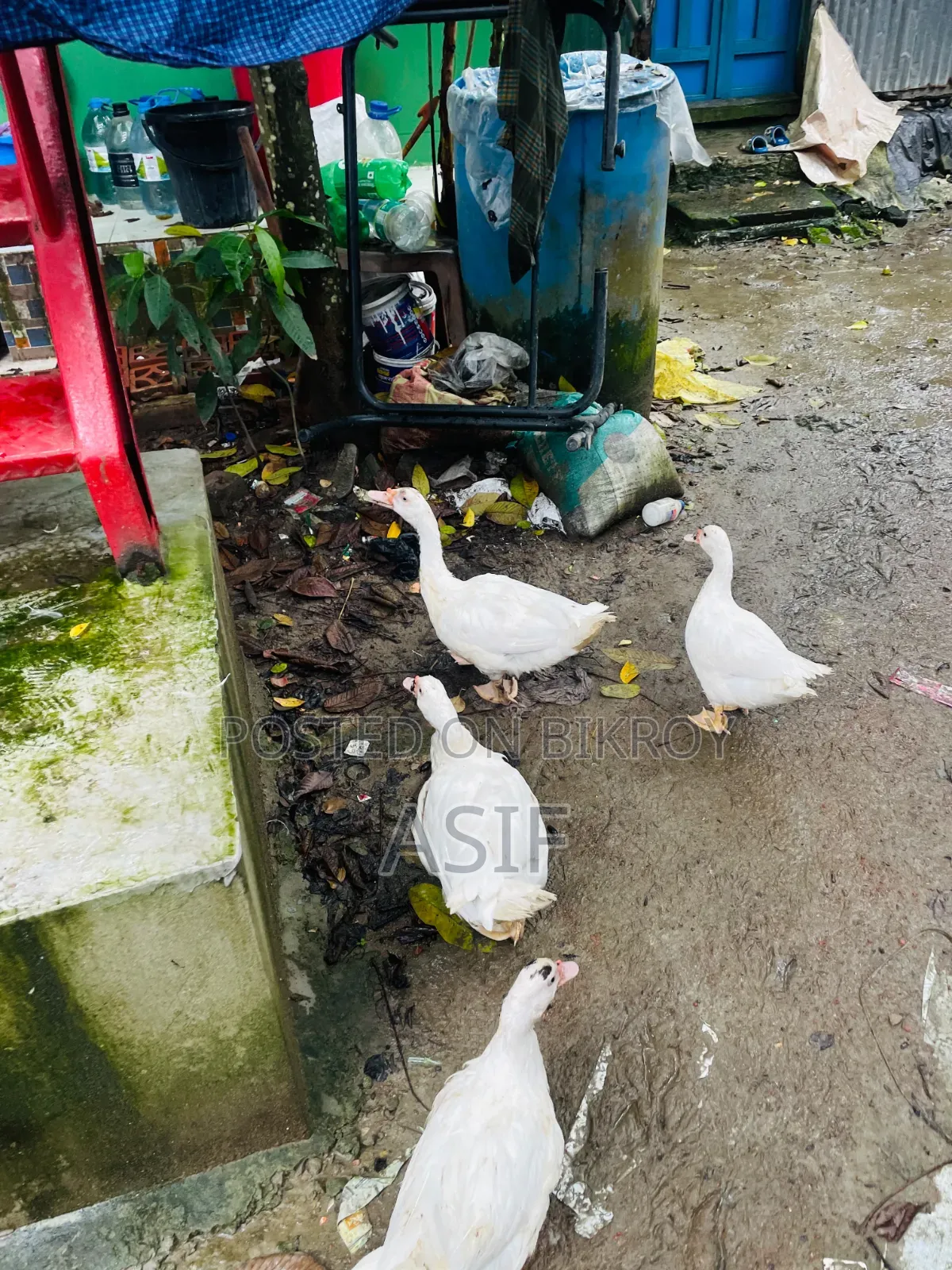 সাদা চিনা হাঁস