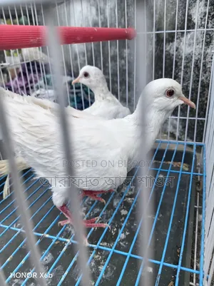 একজোড়া সাদা সিল্কি ঘুঘু বিক্রি হবে