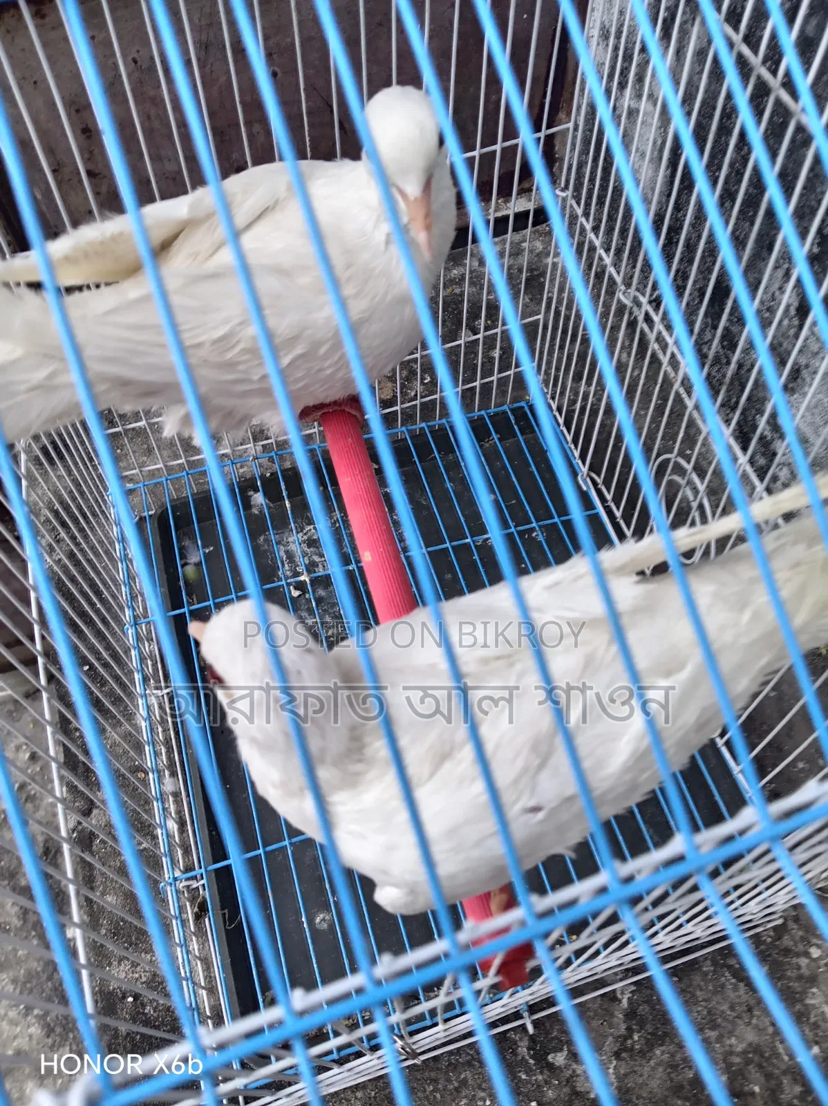 একজোড়া সাদা সিল্কি ঘুঘু বিক্রি হবে