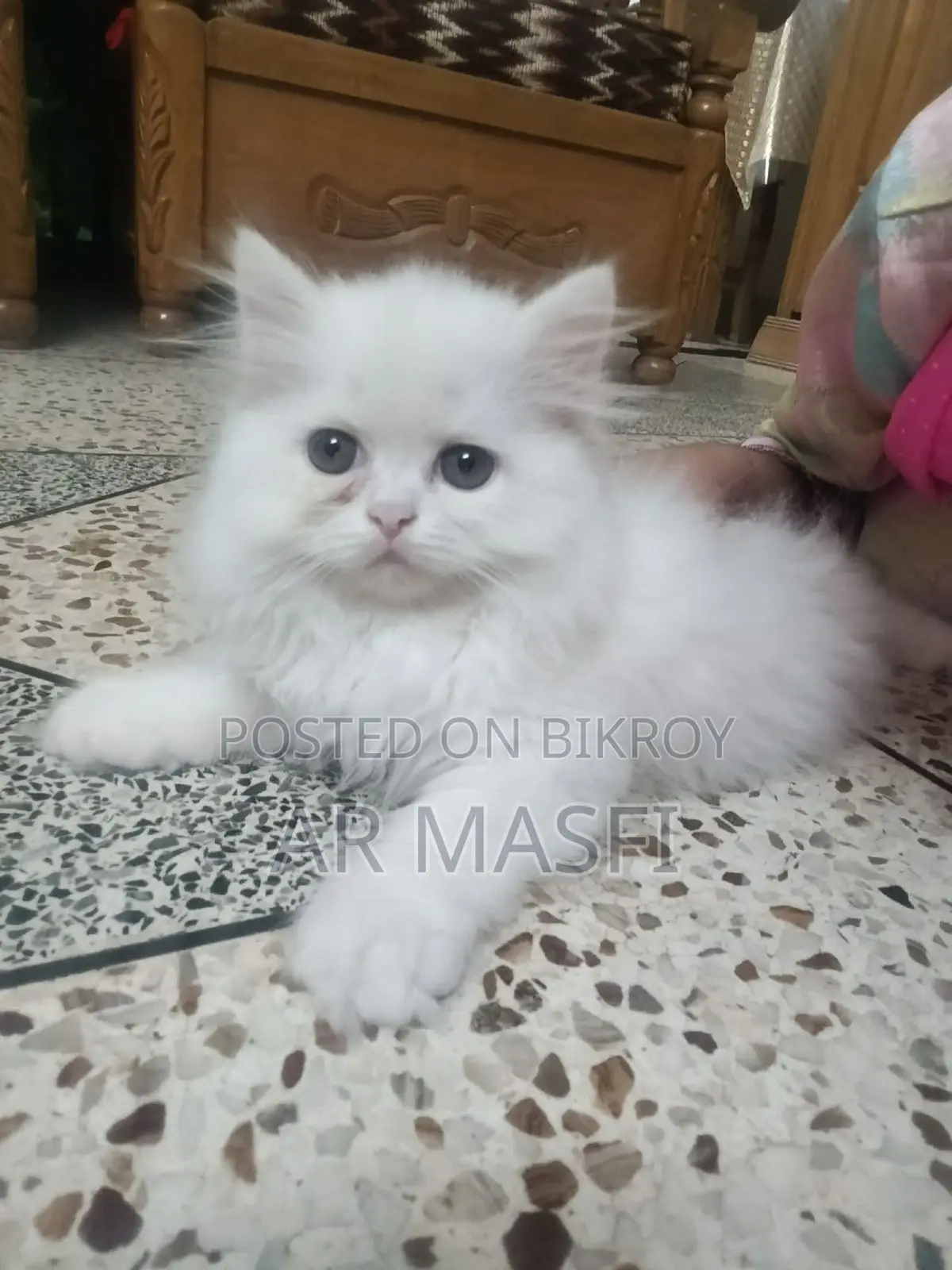 1-3 Months Female Purebred Persian