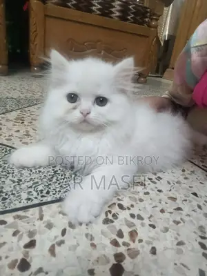 1-3 Months Female Purebred Persian