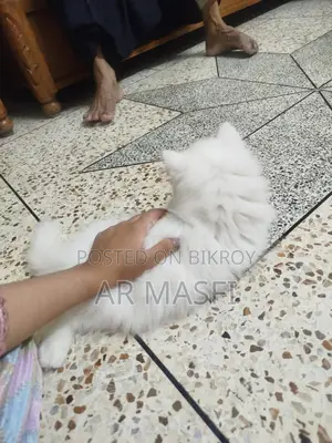 1-3 Months Female Purebred Persian