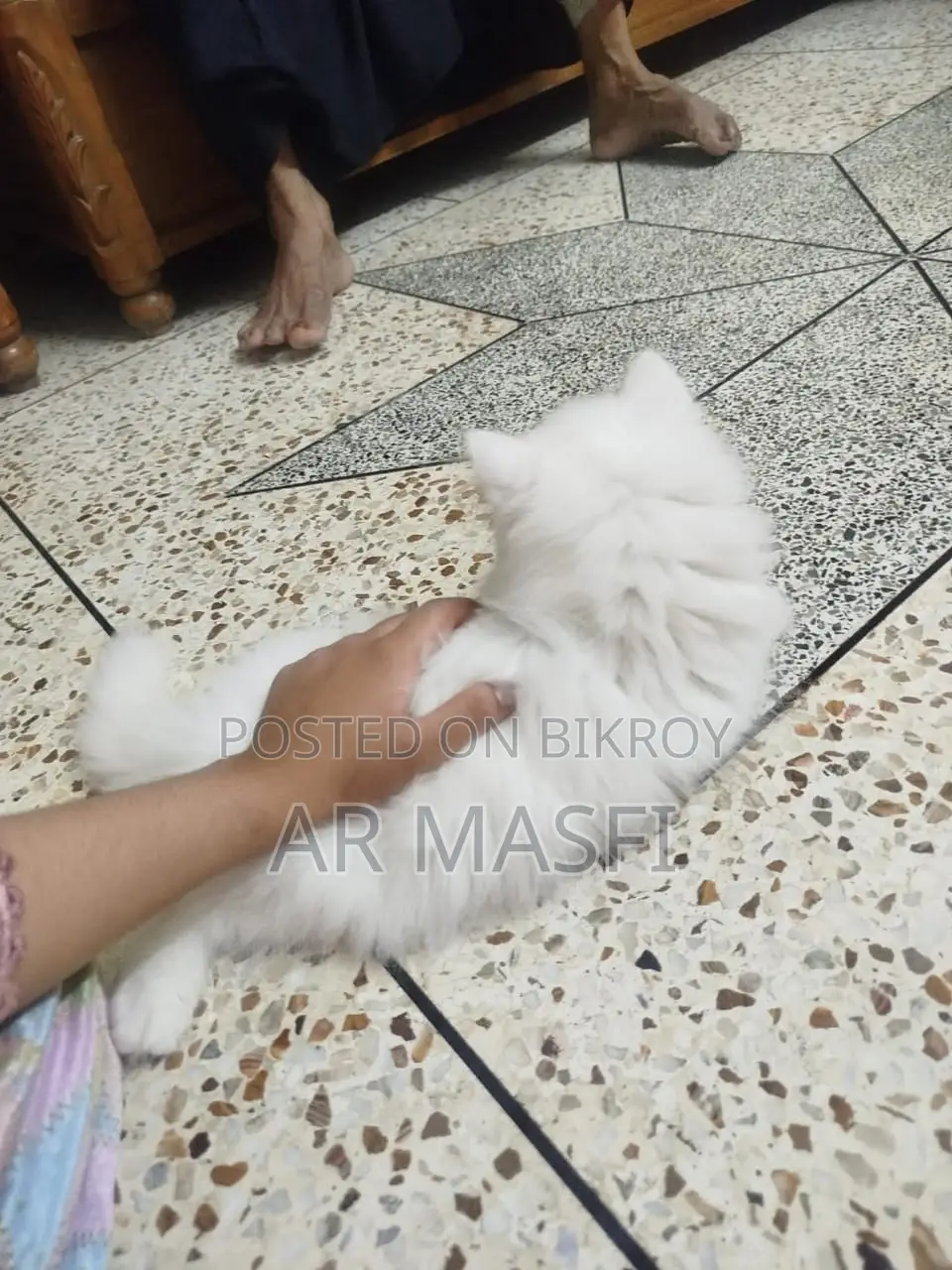 1-3 Months Female Purebred Persian