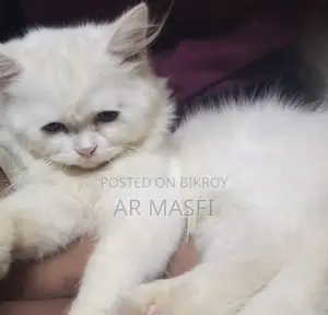 1-3 Months Female Purebred Persian