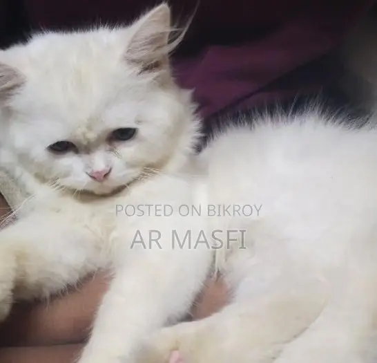 1-3 Months Female Purebred Persian