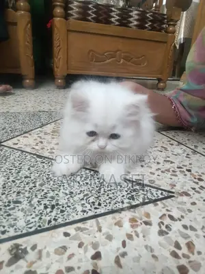 1-3 Months Female Purebred Persian