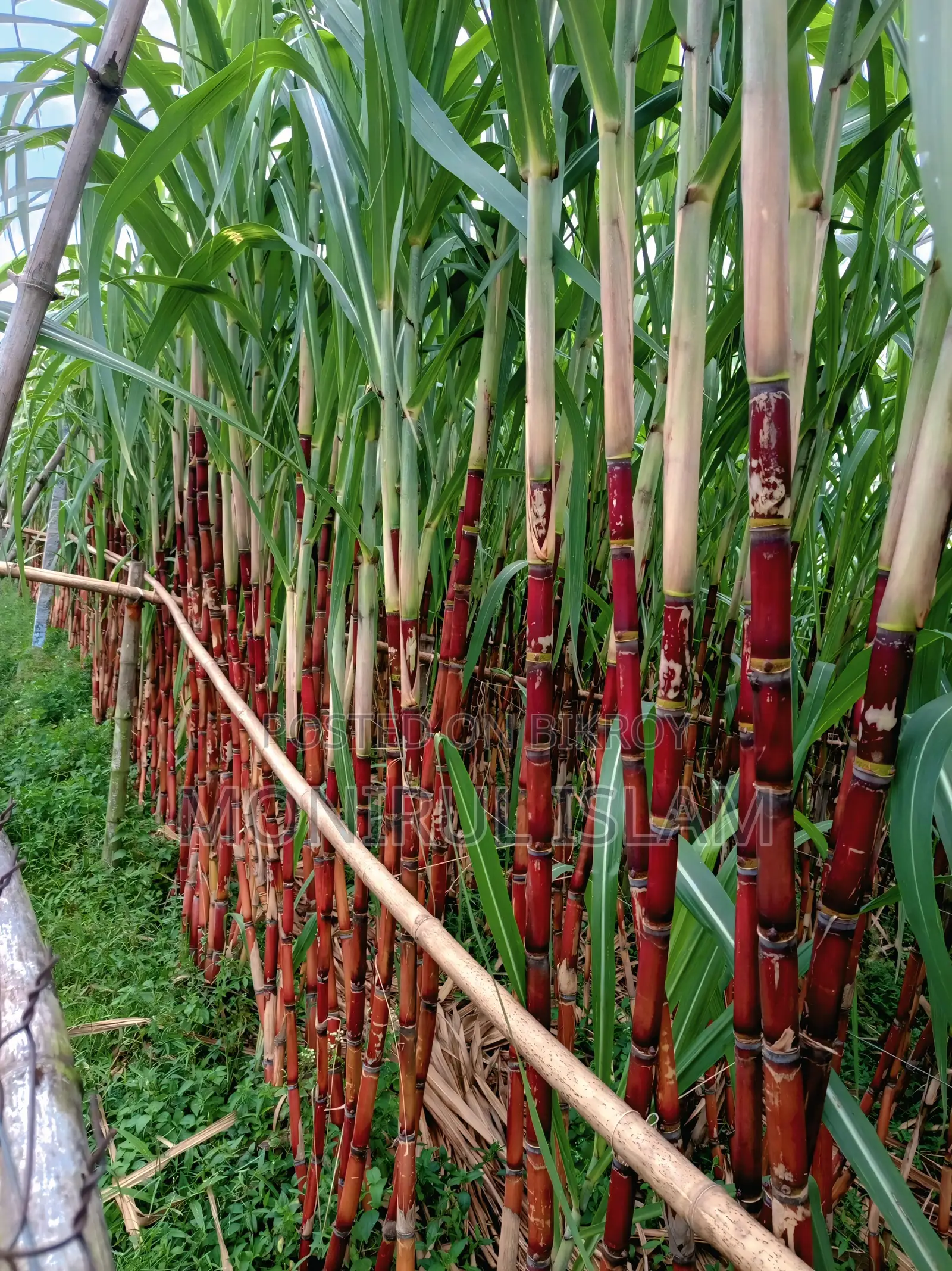 Absolutely Fresh and Premium Quality Rangbilash Sweet Sugarcane