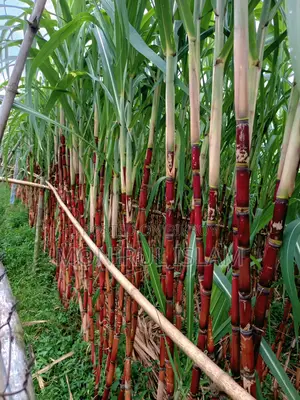 Absolutely Fresh and Premium Quality Rangbilash Sweet Sugarcane