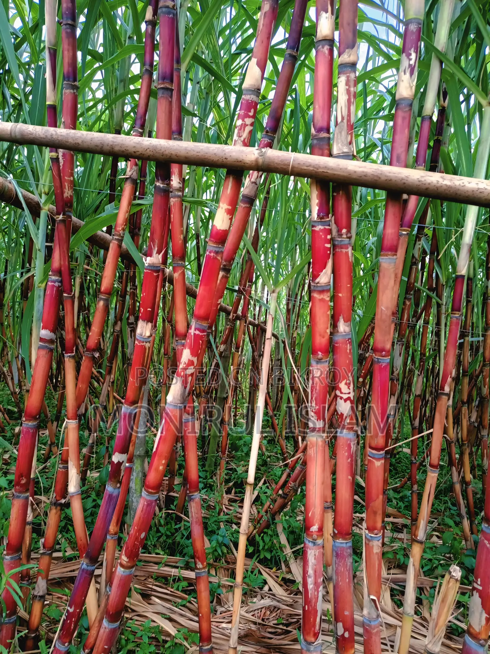 Absolutely Fresh and Premium Quality Rangbilash Sweet Sugarcane