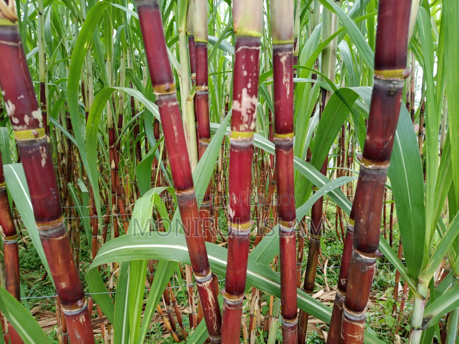 Absolutely Fresh and Premium Quality Rangbilash Sweet Sugarcane