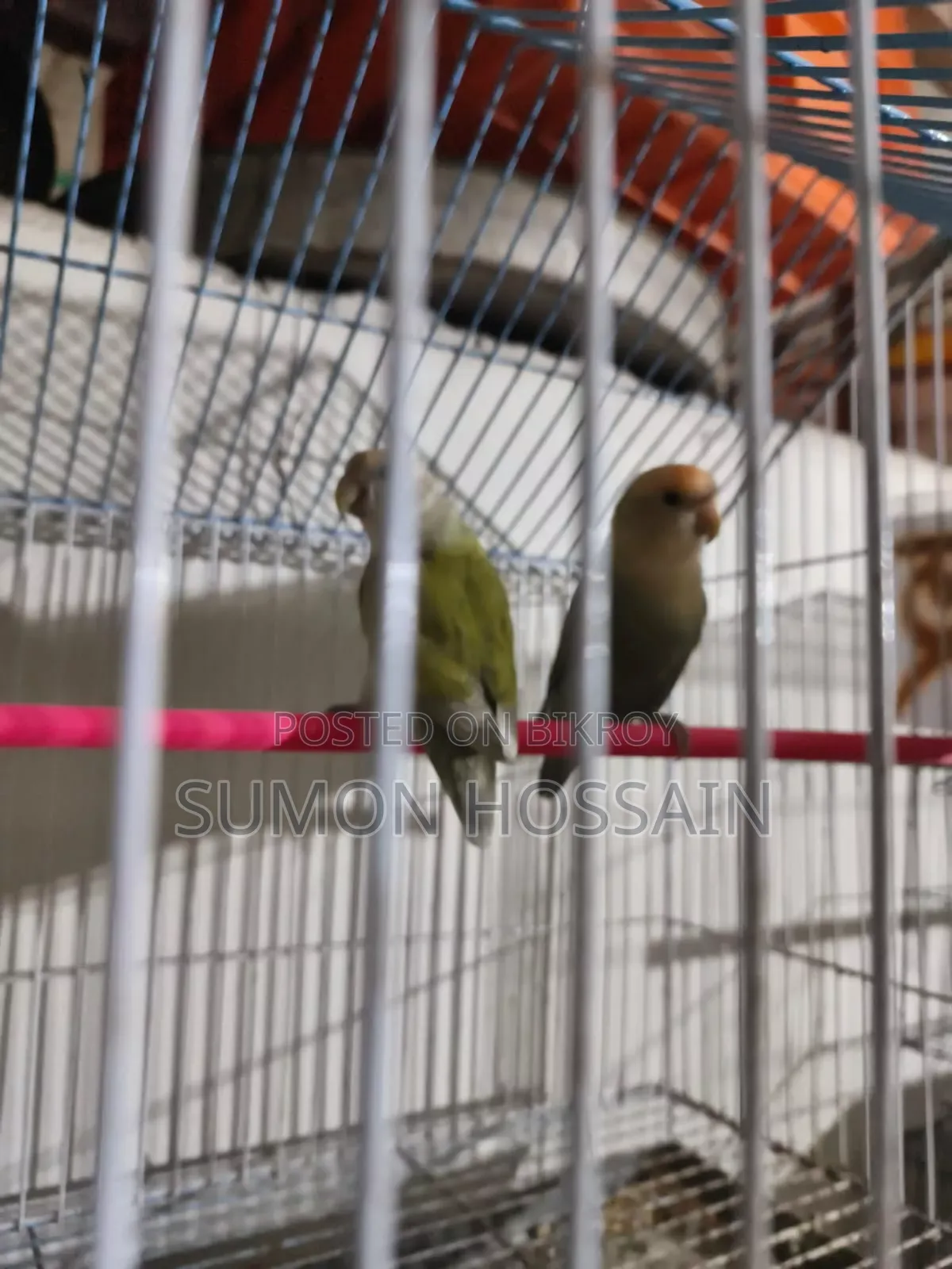 Love Bird for Sale