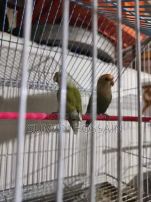 Love Bird for Sale