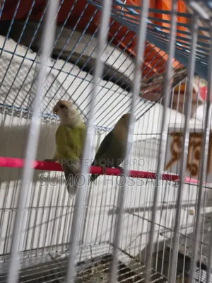 Love Bird for Sale