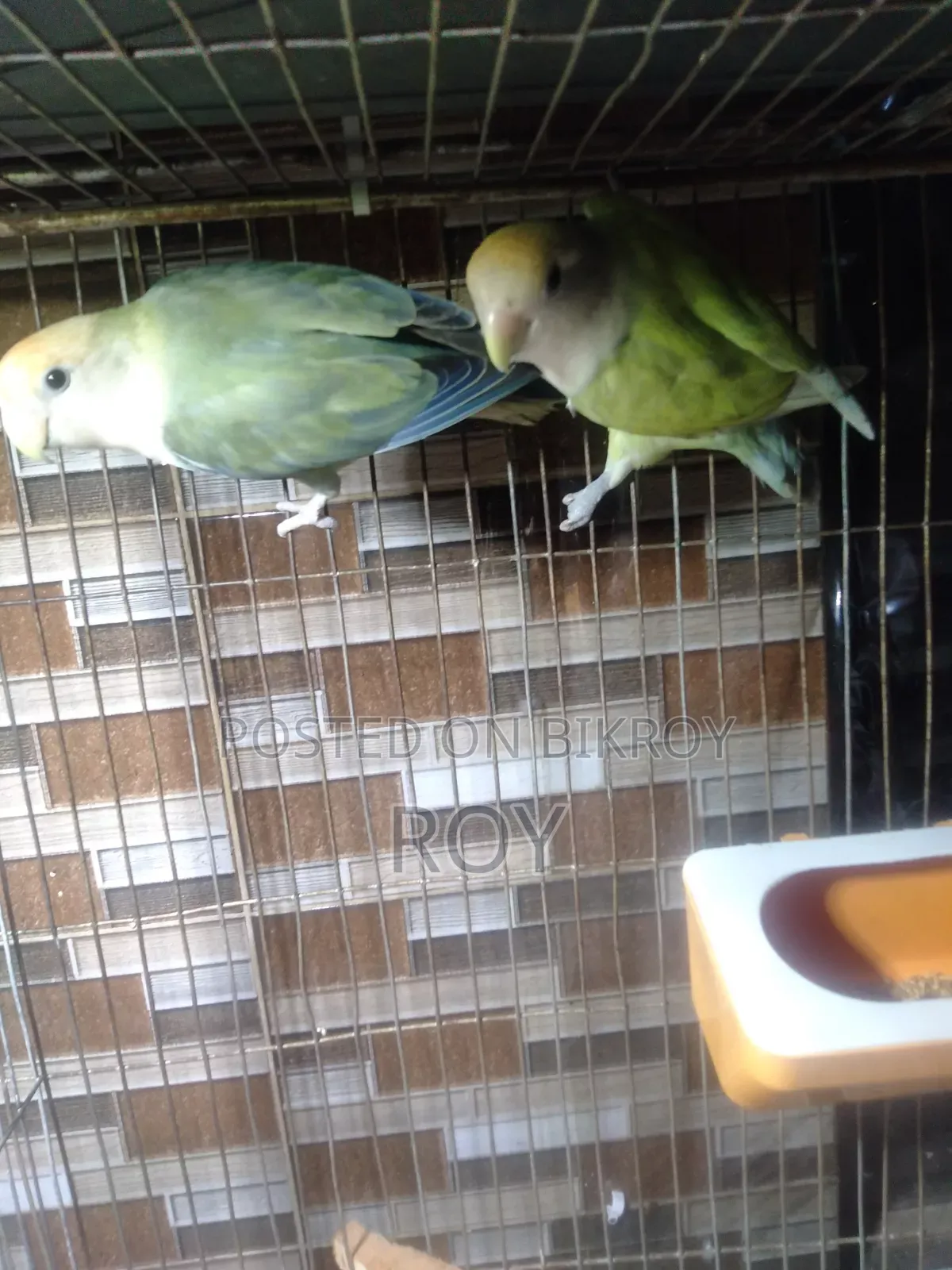 Running Love Bird For Sale