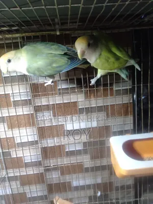 Running Love Bird For Sale