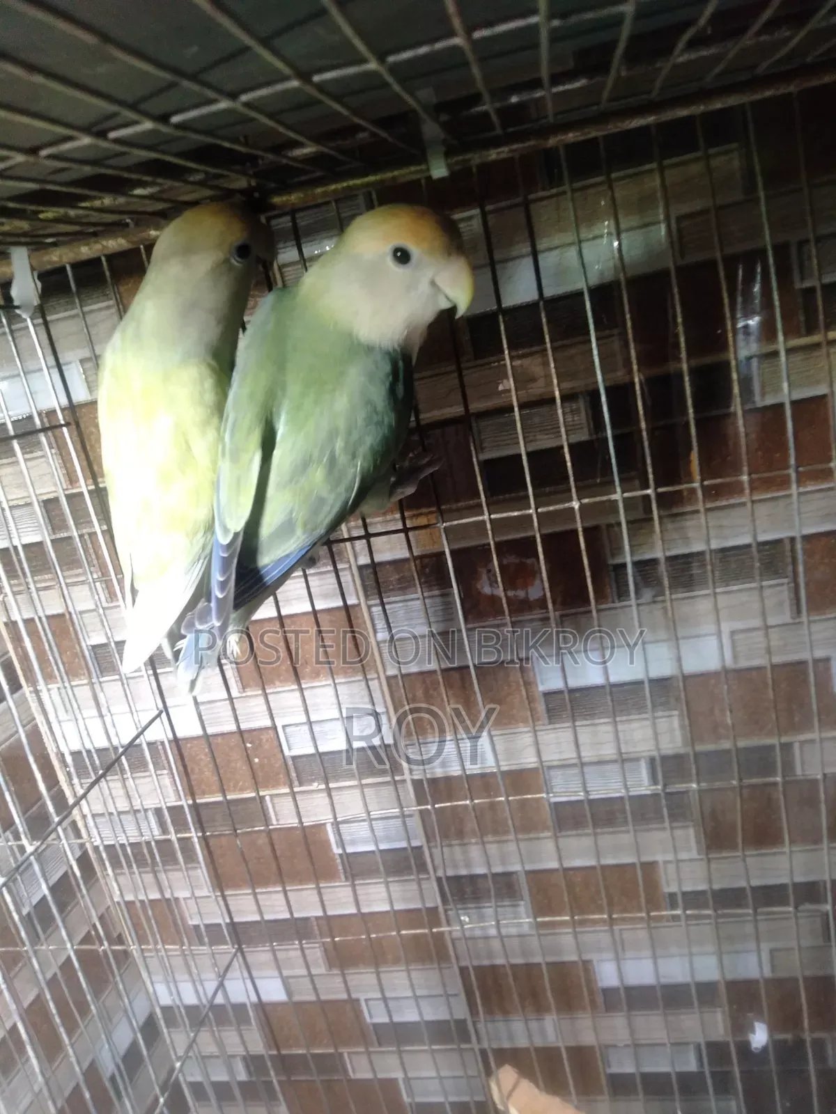 Running Love Bird For Sale
