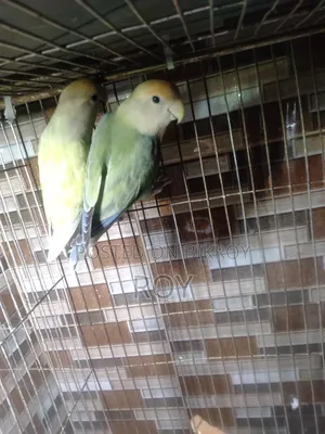 Running Love Bird For Sale