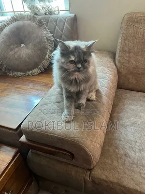 1+ Year Female Purebred Persian Cat