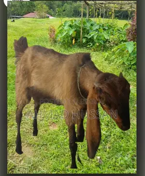 উন্নত জাতের সুস্থ ও সবল Breeding Goat |পাঠা ছাগল বিক্রয় করা হবে।