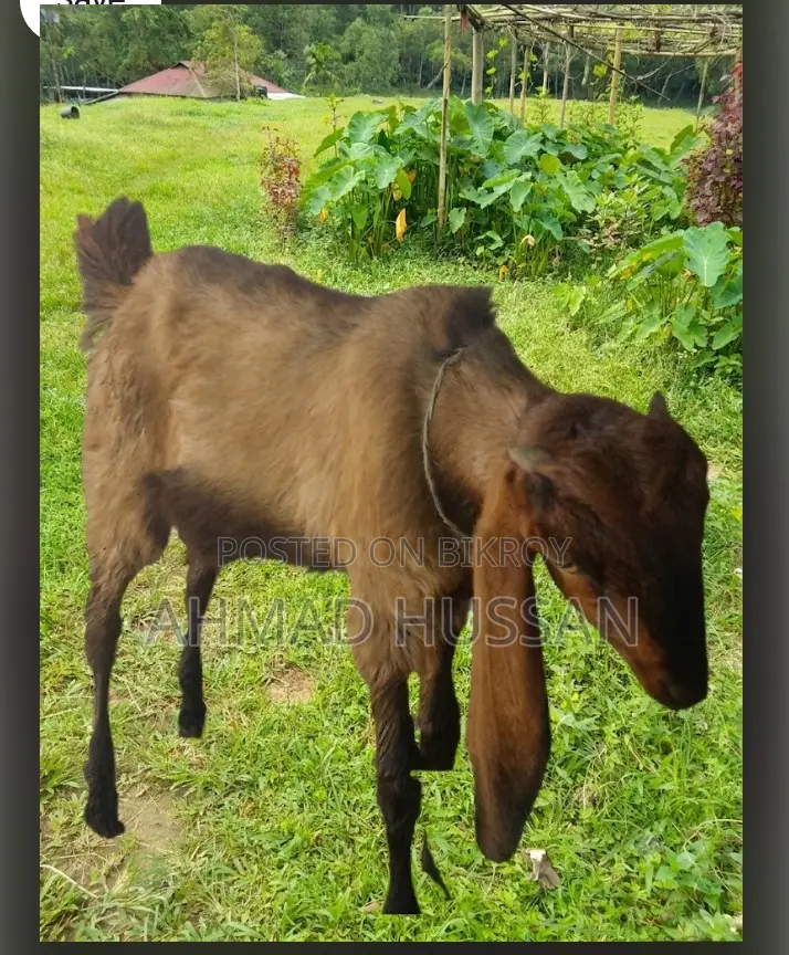 উন্নত জাতের সুস্থ ও সবল Breeding Goat |পাঠা ছাগল বিক্রয় করা হবে।