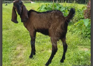 উন্নত জাতের সুস্থ ও সবল Breeding Goat |পাঠা ছাগল বিক্রয় করা হবে।