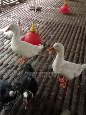 Duck for Sale