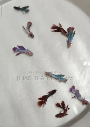 Jaring Size Beta Fish, Rtp, Yellow German, Yellow Penguin, Polar Parrot
