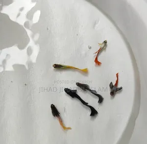 জারিং সাইজ বেটা ফিশ, আরটিপি, ইয়েলো জার্মান, ইয়েলো পেঙ্গুইন, পোলার প্যারট
