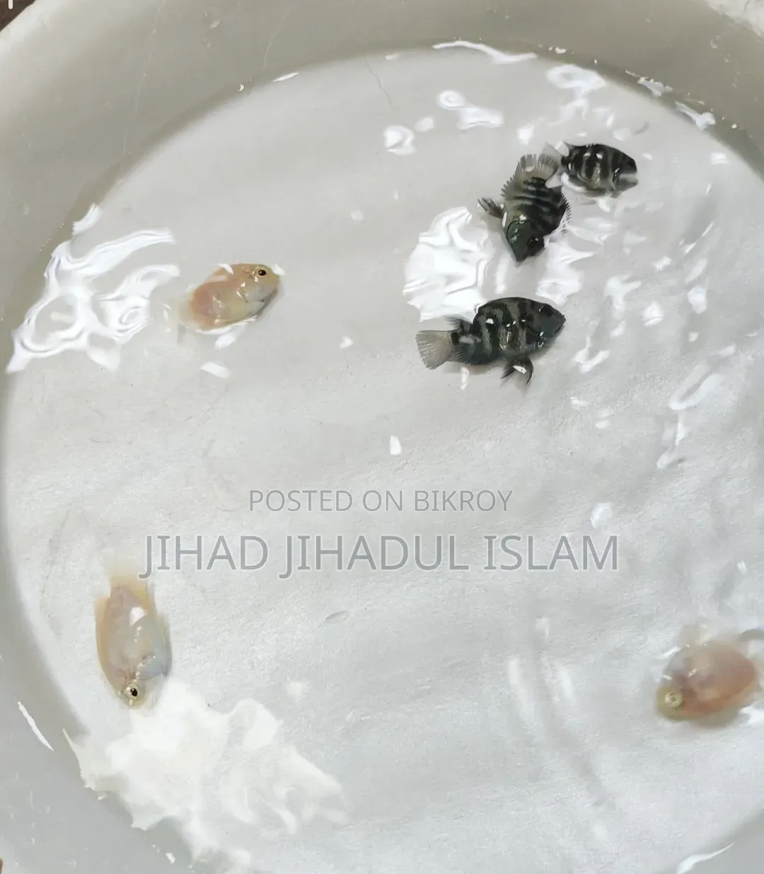 জারিং সাইজ বেটা ফিশ, আরটিপি, ইয়েলো জার্মান, ইয়েলো পেঙ্গুইন, পোলার প্যারট