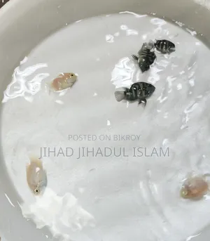 জারিং সাইজ বেটা ফিশ, আরটিপি, ইয়েলো জার্মান, ইয়েলো পেঙ্গুইন, পোলার প্যারট