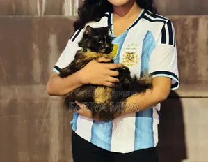 1+ Year Female Purebred Persian Cat