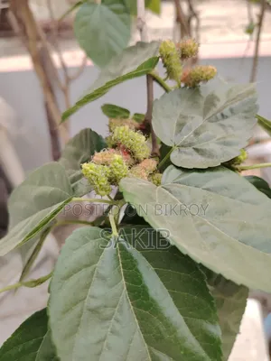 Turkey Mulberry Matured Plant