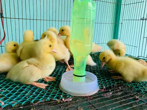 White Chinese ducklings.